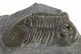 Scabriscutellum Trilobite - Nice Shell Detail #312798-3